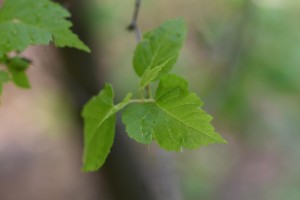 dsc_4111.jpg