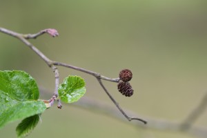 dsc_3954.jpg