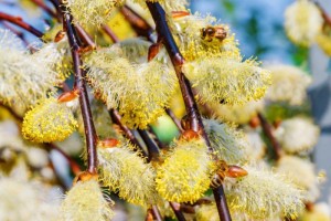 salix_c3-800x800.jpg