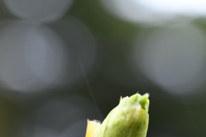 dsc_3731.jpg