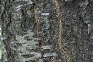 dsc_4077.jpg