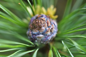 dsc_4146.jpg